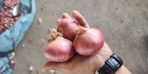 Fresh Red Onion