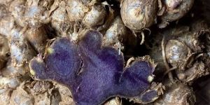 BLACK GINGER