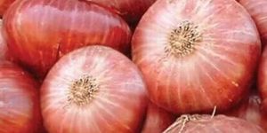 Fresh Pink Onion
