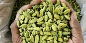 Green Cardamom