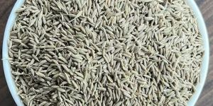 Brown Singapore 99 % Cumin Seed