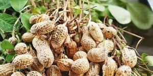 Groundnut Seeds