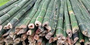 Green Bamboo Pole