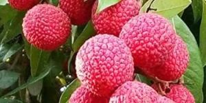 Litchi