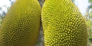 Fresh Raw Jackfruit