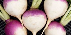 Fresh Round Turnip