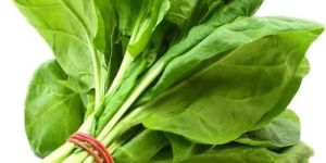 Fresh Spinach Leaves