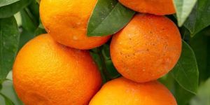 Fresh Sweet Orange