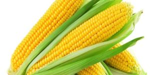 Yellow Corn