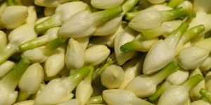 Indian Jasmine Flower