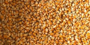 Maize Seeds