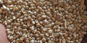 Pearl Millet