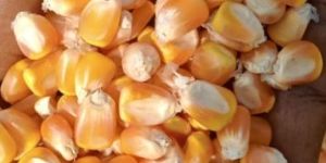 Yellow Maize