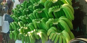 Fresh Cavendish Bananas
