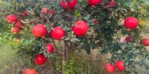 Fresh Pomegranate