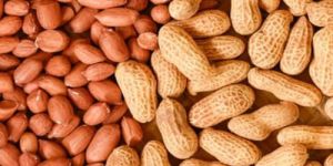 Bold Groundnut Kernels