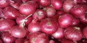 Fresh Medium Red Onion