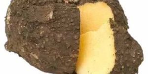 a Grade Elephant Yam