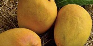 A Grade Fresh Alphonso Mango