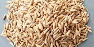 Basmati Paddy Rice