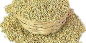 Organic Pearl Millet
