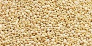Organic Quinoa Seed