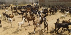 Sirohi Goat