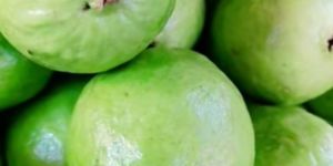 Fresh Guava Fruit