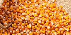 Yellow Maize Seeds