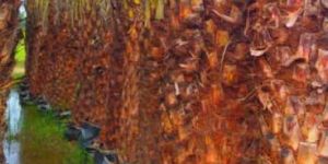 Lingeswaran Nursery Tree S