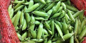 Green Peas