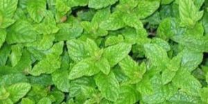 A Grade Fresh Pudina Leaves
