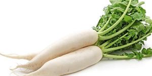 A Grade Fresh Radish