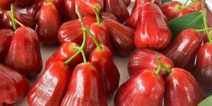 Juicy Pink Wax Apple