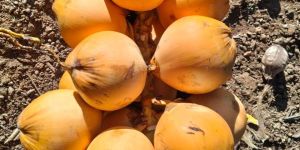 Green Tender Coconut