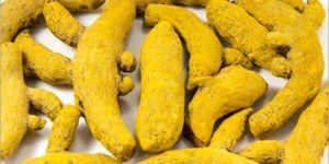 Dried Turmeric Finger