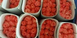 Fresh Baby Pink Dutch Rose