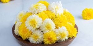 Fresh Chrysanthemum Flower