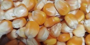 Natural Yellow Corn Seeds