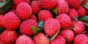 Fresh Litchi