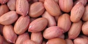 Bold Groundnut Seeds