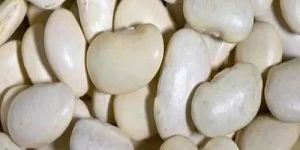 White Lima Beans