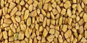 Yellow Fennel Seeds