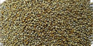 Pearl Millet