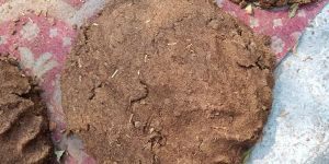 Cow Dung Cake