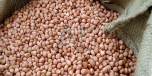 Groundnut Seeds