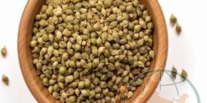 Coriander Seeds