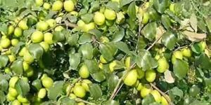 Apple Ber Plants