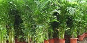 Areca Palm Plants