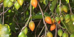 Bakul Plants
